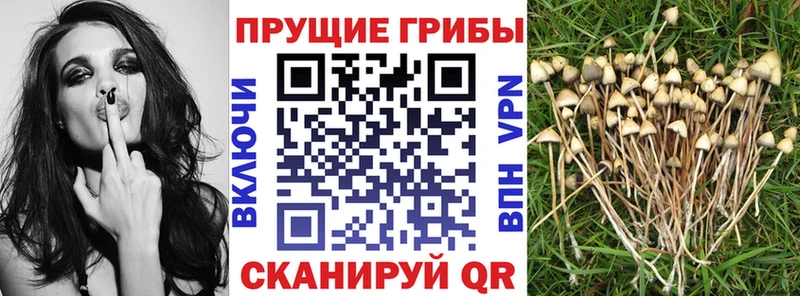 блэк спрут зеркало  закладка  Анапа  Галлюциногенные грибы MAGIC MUSHROOMS 